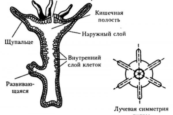 Кракен сс